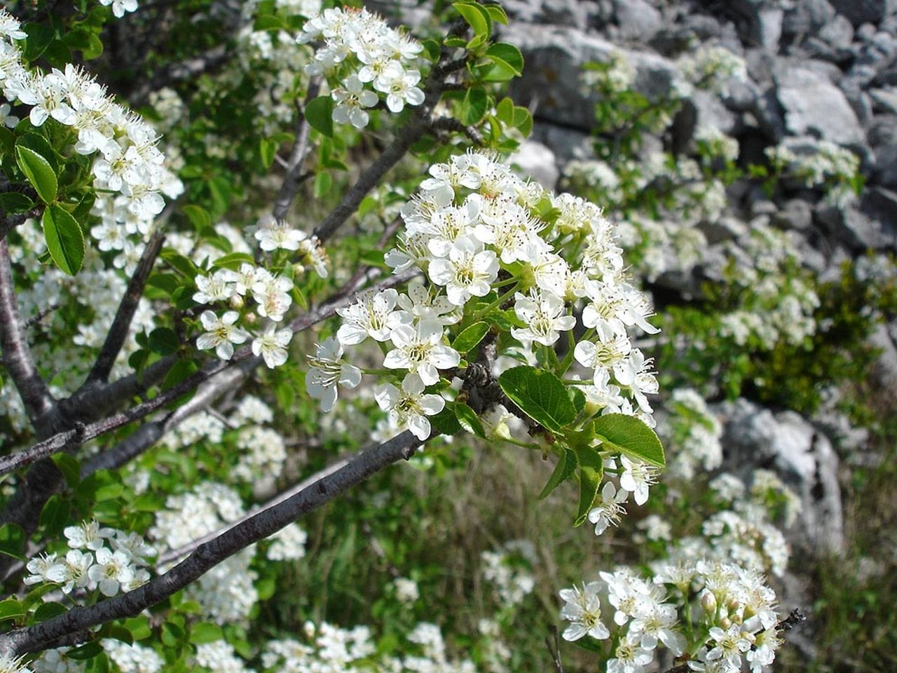 Cerasus mahaleb